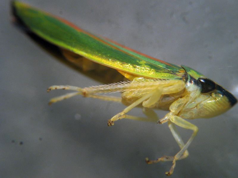 Graphocephala fennahi...dalla Lombardia